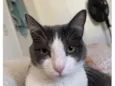 Fumaça