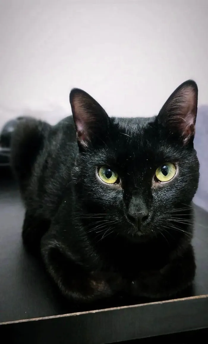 Gato ra a SRD-ViraLata idade 1 ano nome Neguinho