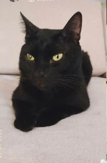 Gato ra a SRD-ViraLata idade 1 ano nome Neguinho