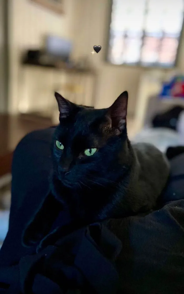 Gato ra a SRD-ViraLata idade 1 ano nome Neguinho