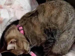 Gato raça SRD-ViraLata idade 2 a 6 meses nome Preta