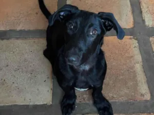 Cachorro raça SRD-ViraLata idade 1 ano nome Paçoca 