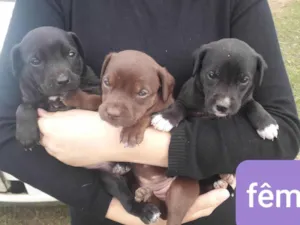 Cachorro raça SRD-ViraLata idade Abaixo de 2 meses nome DEBORA 
