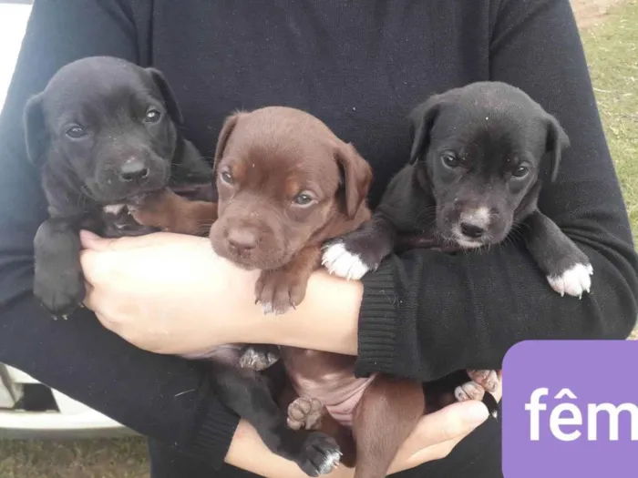 Cachorro ra a SRD-ViraLata idade Abaixo de 2 meses nome DEBORA 