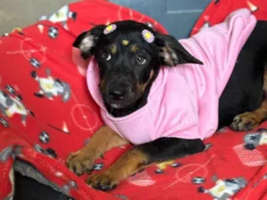 Cachorro raça SRD-ViraLata idade 2 a 6 meses nome Suri
