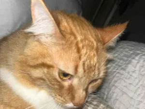Gato raça SRD-ViraLata idade 1 ano nome Valdinei 