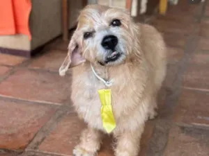 Cachorro raça SRD-ViraLata idade 6 ou mais anos nome Guri