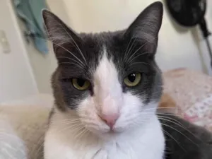 Gato raça SRD-ViraLata idade 1 ano nome Fumaça 