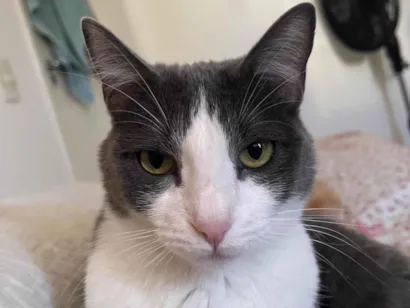 Gato raça SRD-ViraLata idade 1 ano nome Fumaça 