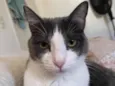 Fumaça