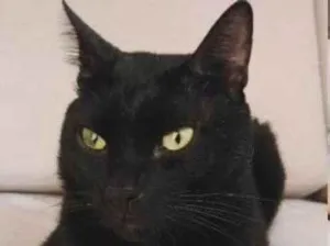 Gato raça SRD-ViraLata idade 1 ano nome Neguinho