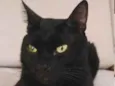 Neguinho
