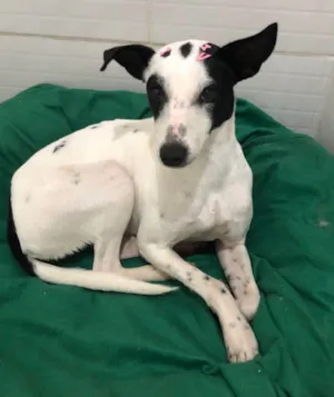 Cachorro raça SRD-ViraLata idade 1 ano nome Maria sequilha