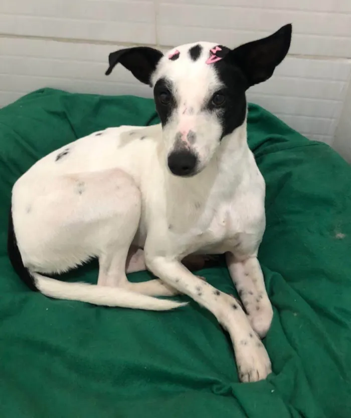 Cachorro ra a SRD-ViraLata idade 1 ano nome Maria sequilha