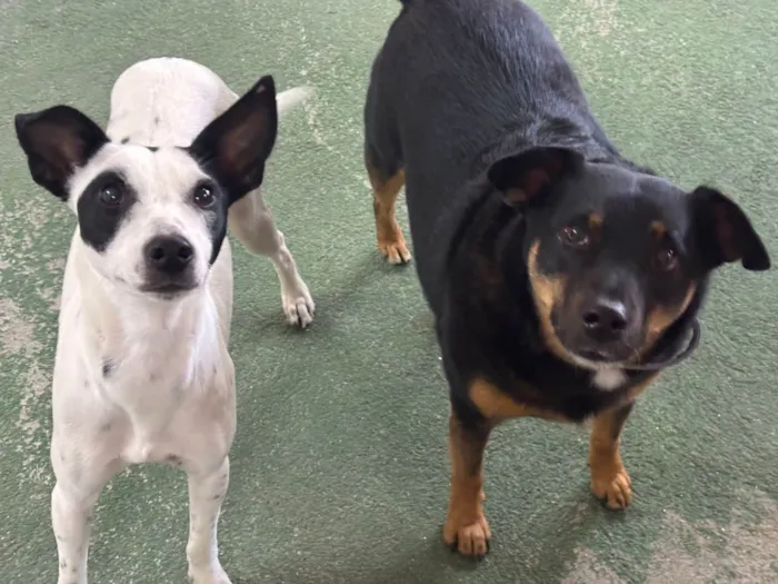Cachorro ra a SRD-ViraLata idade 1 ano nome Maria sequilha