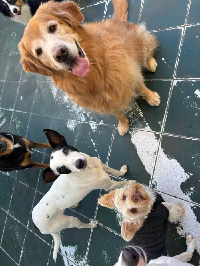 Cachorro ra a SRD-ViraLata idade 1 ano nome Maria sequilha