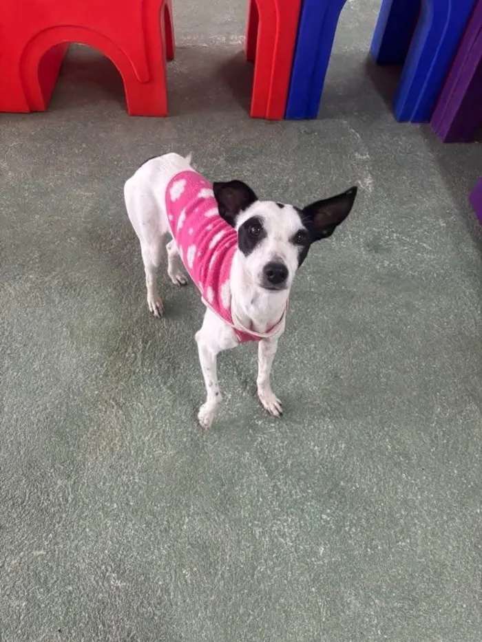 Cachorro ra a SRD-ViraLata idade 1 ano nome Maria sequilha