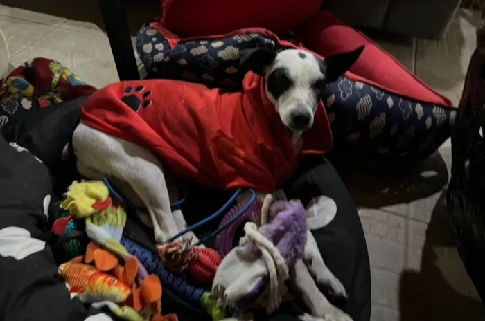 Cachorro ra a SRD-ViraLata idade 1 ano nome Maria sequilha