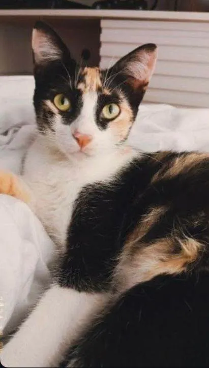 Gato ra a SRD-ViraLata idade 1 ano nome Amorinha 