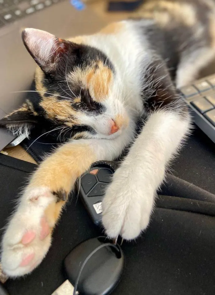 Gato ra a SRD-ViraLata idade 1 ano nome Amorinha 