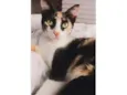 Amorinha 