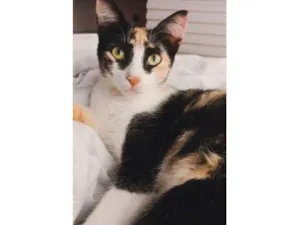 Gato raça SRD-ViraLata idade 1 ano nome Amorinha 