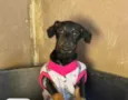 Zoe