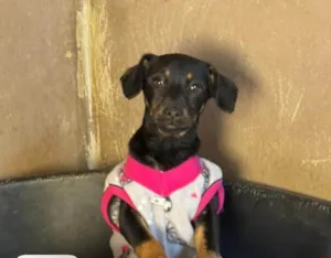 Cachorro raça SRD-ViraLata idade 2 a 6 meses nome Zoe
