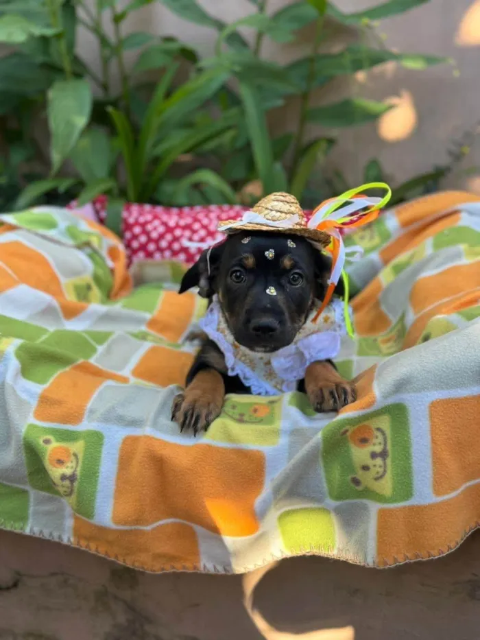 Cachorro ra a SRD-ViraLata idade 2 a 6 meses nome Zoe