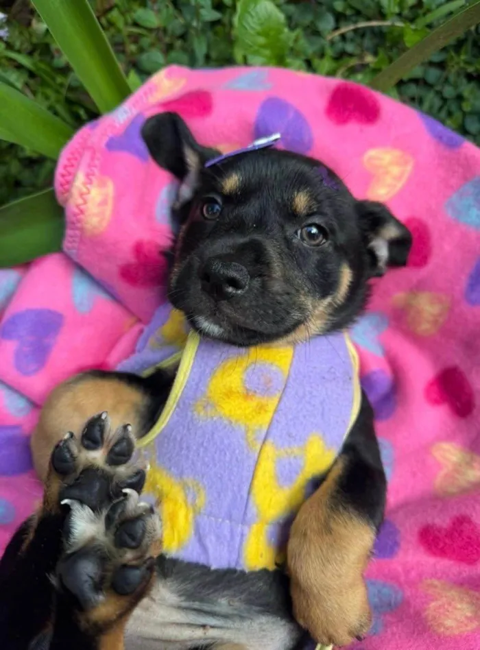 Cachorro ra a SRD-ViraLata idade 2 a 6 meses nome Zoe