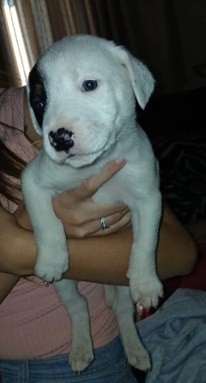 Cachorro ra a SRD-ViraLata idade Abaixo de 2 meses nome Sem nome