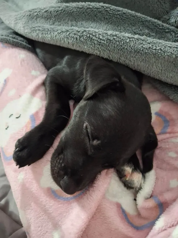 Cachorro ra a SRD-ViraLata idade 2 a 6 meses nome JADE
