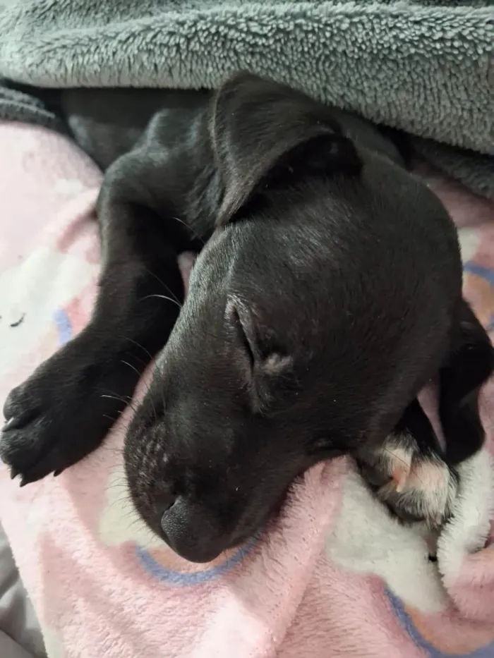 Cachorro ra a SRD-ViraLata idade 2 a 6 meses nome JADE