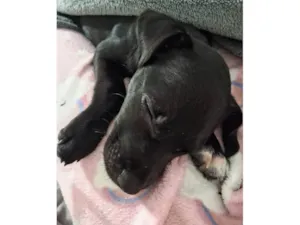 Cachorro raça SRD-ViraLata idade 2 a 6 meses nome JADE