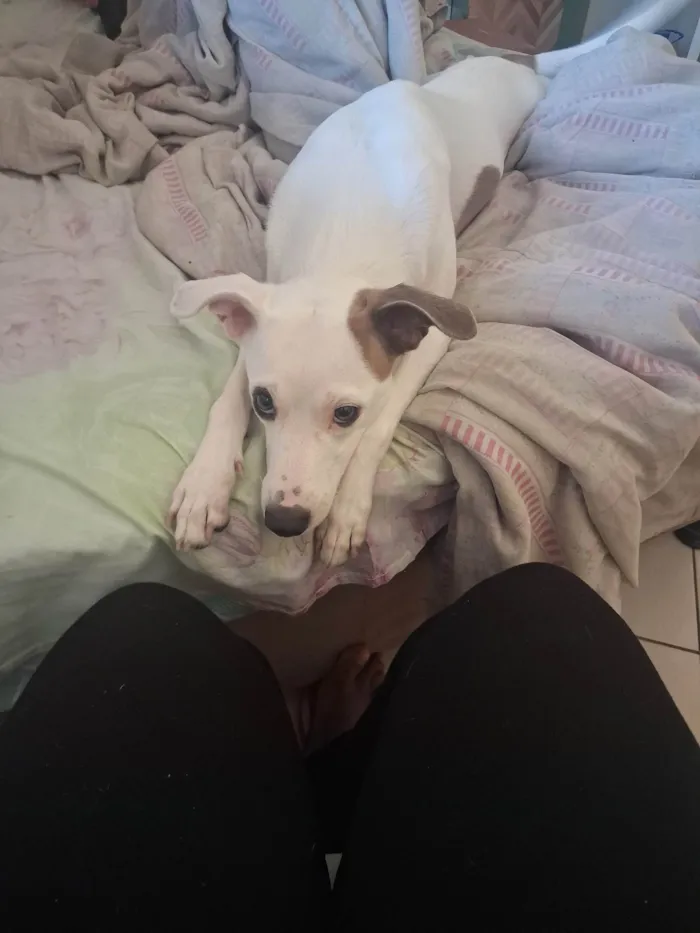 Cachorro ra a SRD-ViraLata idade 1 ano nome Luna 
