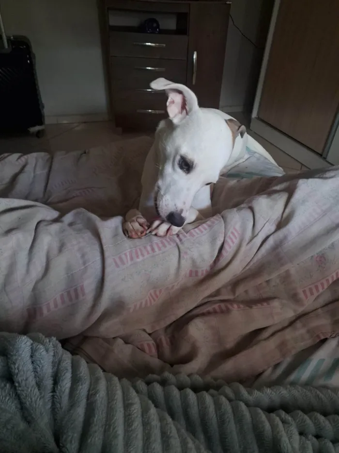 Cachorro ra a SRD-ViraLata idade 1 ano nome Luna 