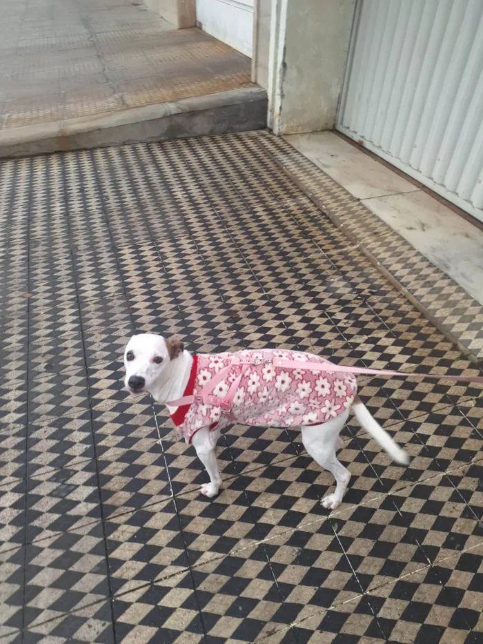 Cachorro ra a SRD-ViraLata idade 1 ano nome Luna 