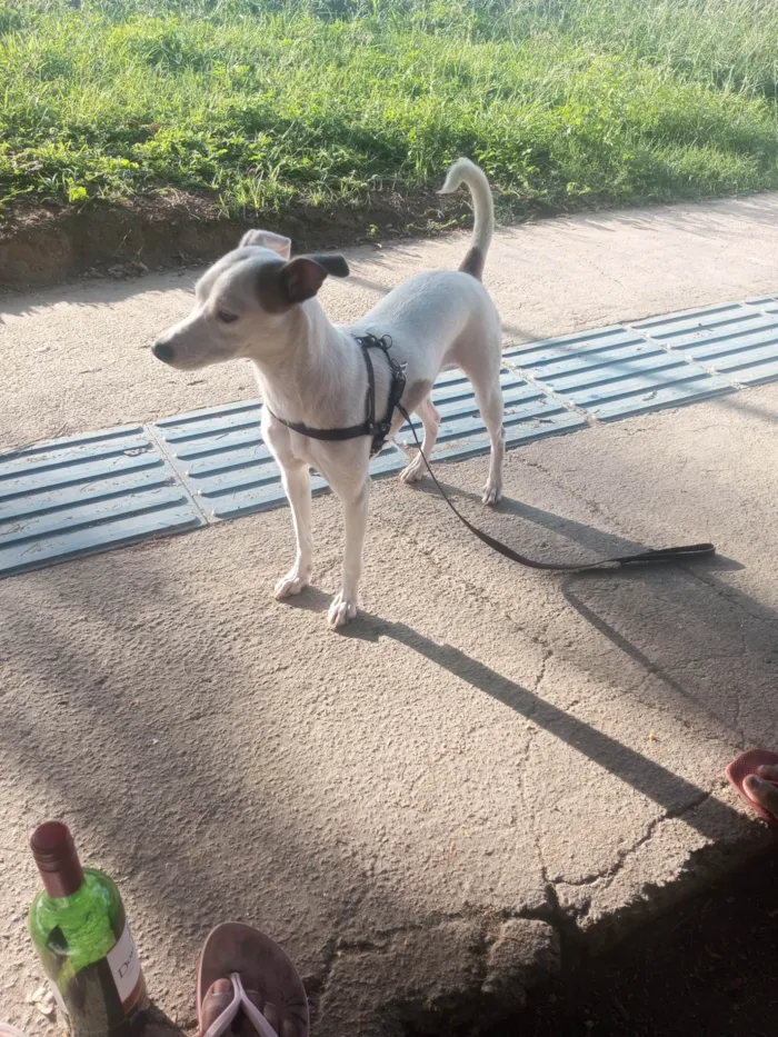 Cachorro ra a SRD-ViraLata idade 1 ano nome Luna 