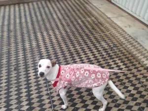 Cachorro raça SRD-ViraLata idade 1 ano nome Luna 