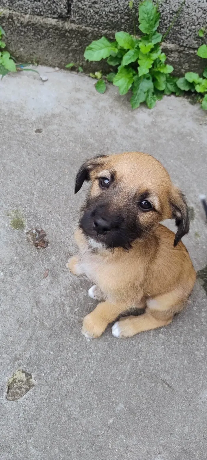 Cachorro ra a SRD-ViraLata idade Abaixo de 2 meses nome Carolina