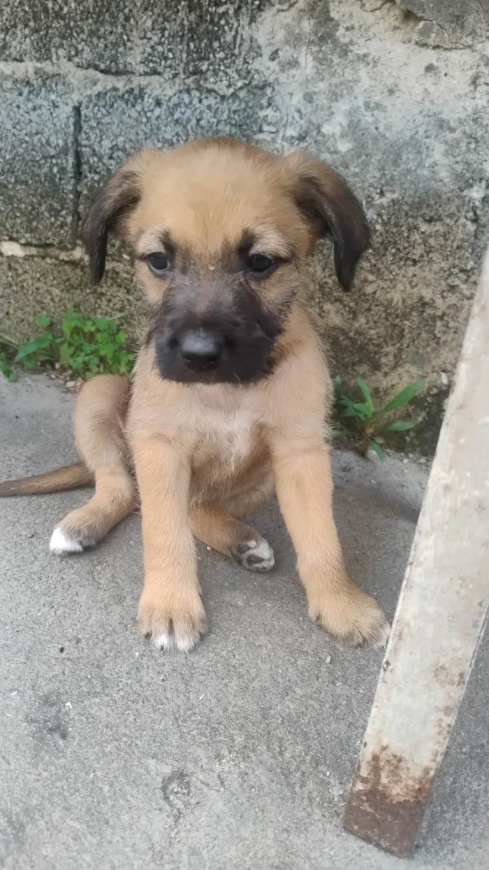 Cachorro ra a SRD-ViraLata idade Abaixo de 2 meses nome Carolina