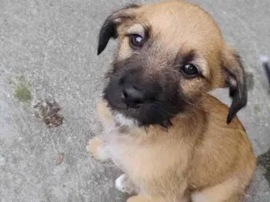 Cachorro raça SRD-ViraLata idade Abaixo de 2 meses nome Carolina