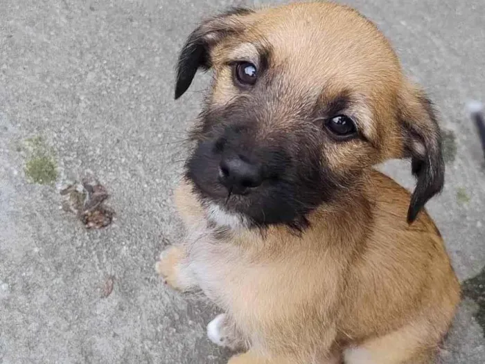 Cachorro ra a SRD-ViraLata idade Abaixo de 2 meses nome Carolina