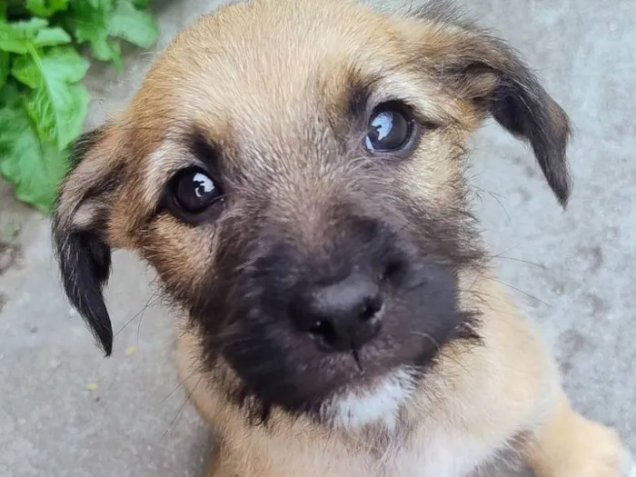Cachorro ra a SRD-ViraLata idade Abaixo de 2 meses nome Carolina