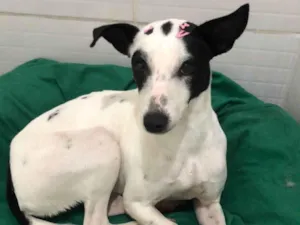Cachorro raça SRD-ViraLata idade 1 ano nome Maria sequilha
