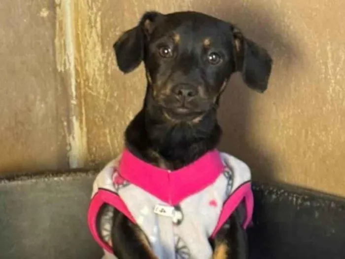 Cachorro ra a SRD-ViraLata idade 2 a 6 meses nome Zoe