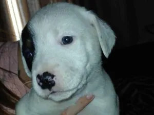 Cachorro raça SRD-ViraLata idade Abaixo de 2 meses nome Sem nome