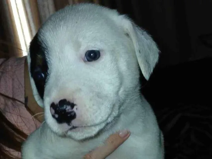 Cachorro ra a SRD-ViraLata idade Abaixo de 2 meses nome Sem nome