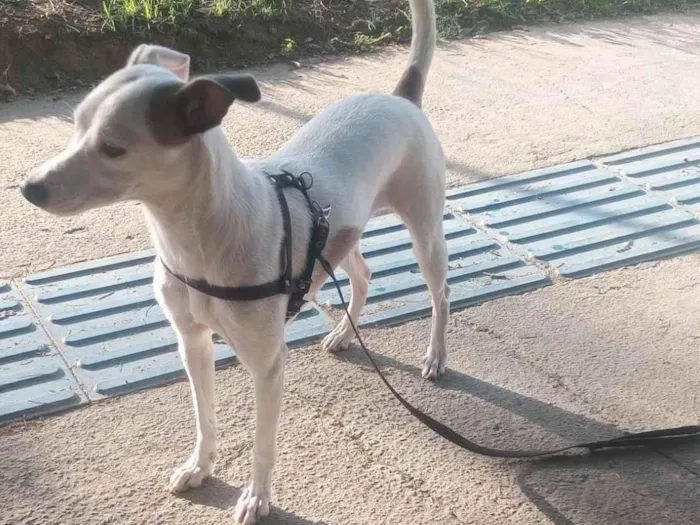 Cachorro ra a SRD-ViraLata idade 1 ano nome Luna 