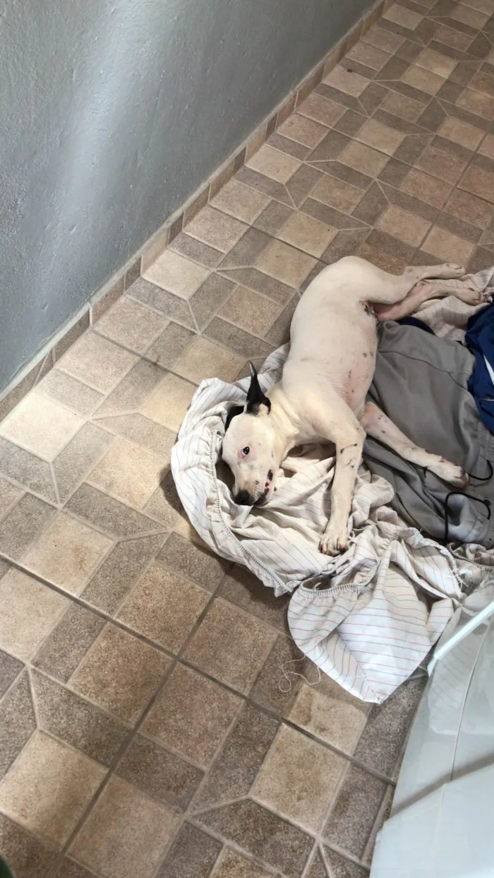 Cachorro ra a SRD-ViraLata idade 4 anos nome Nick